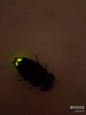 【攝影】傍晚飛來一只螢火蟲