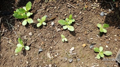 【奶薊】更新2