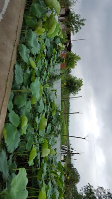馬鐙美照。