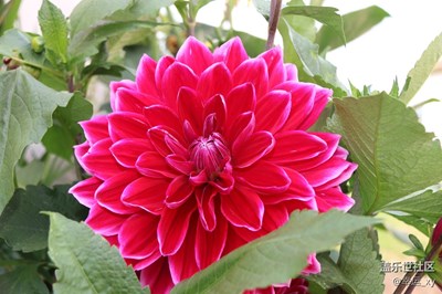 楊菊花