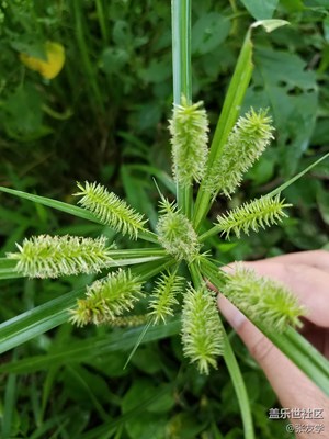 [攝影]這叫什么草？