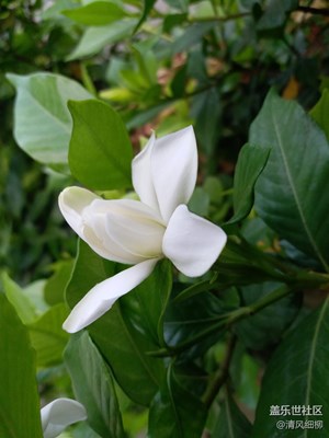 潔白的梔子花