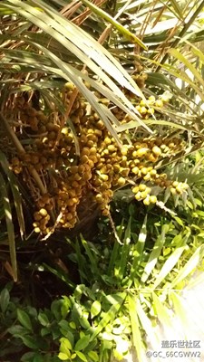 一次最多能上傳多少張圖片呢？