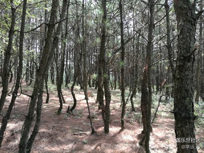 樹木