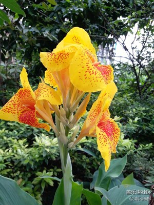 C5隨拍之美人蕉、木槿花、薔薇花