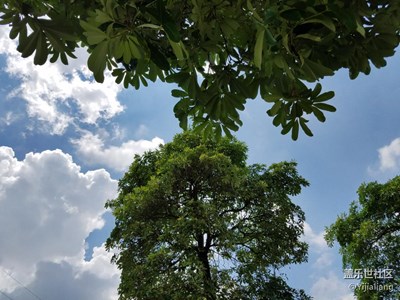 睡在樹根下