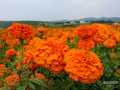 萬壽菊
