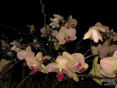 夜拍蘭花