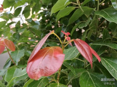 紅葉