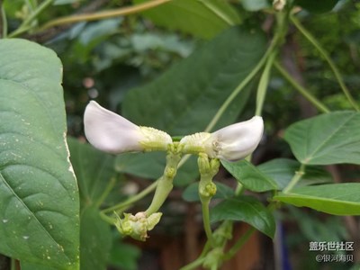 籬笆和蝴蝶結樣的花