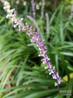 花草