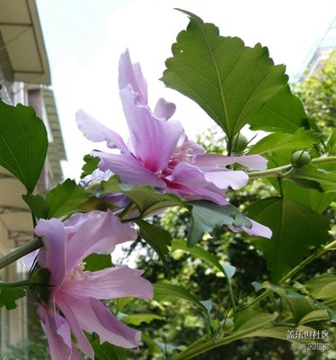 C5近賞木槿花
