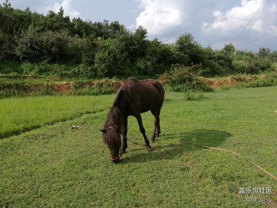 山野馬匹