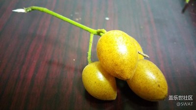 還是黃皮