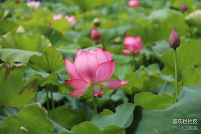 盛夏光年，映日荷花別樣紅