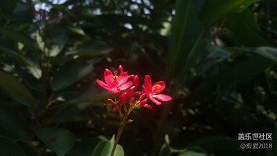 這個花沒見過