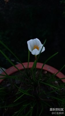 蘭花