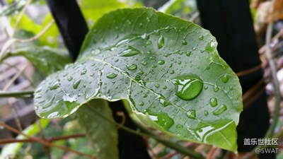 臺風(fēng)天拍個雨滴