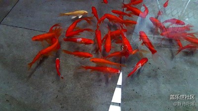 魚兒