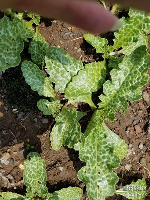 【奶薊】更新4