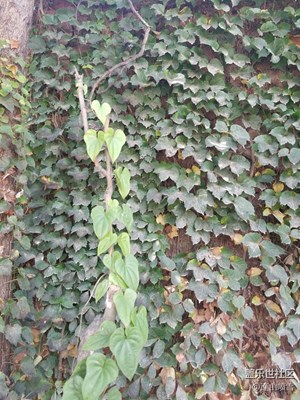 一枝獨(dú)秀