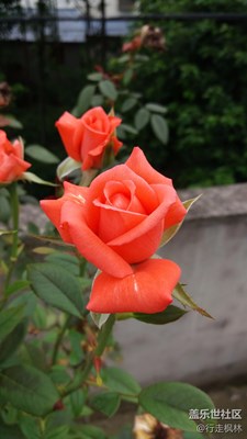 玫瑰花