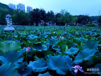 【攝影】夜幕降臨，帶著S7 edge在公園賞荷