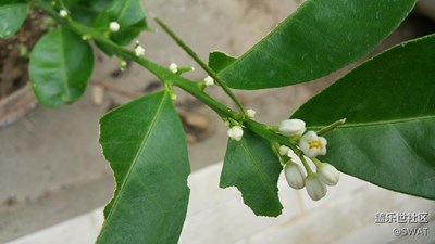 要開花了