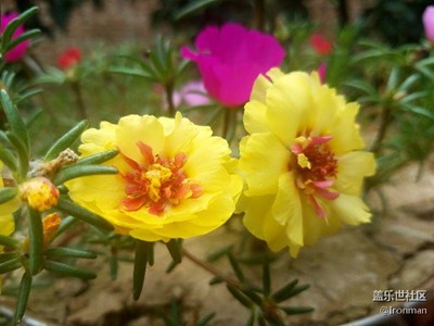 那些花兒