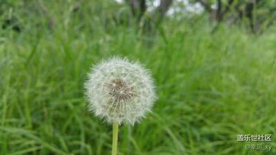 獨(dú)秀