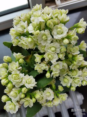 神馬花？