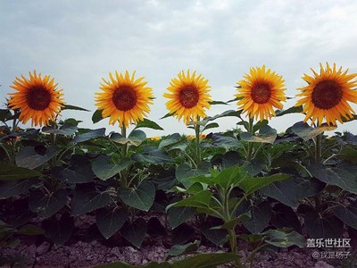 向日葵