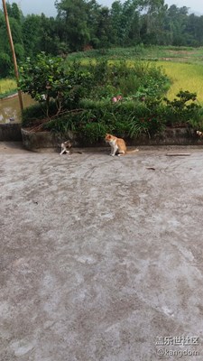 嬉戲于真