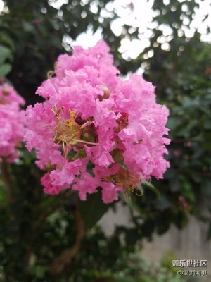 花花