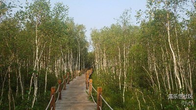 樺樹林