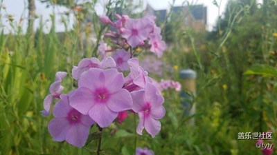 各種花