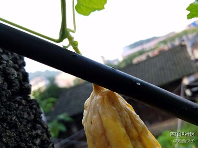 菜園子的隨拍
