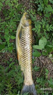 釣魚的樂趣