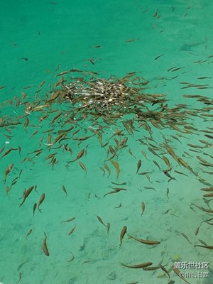 小魚戲水