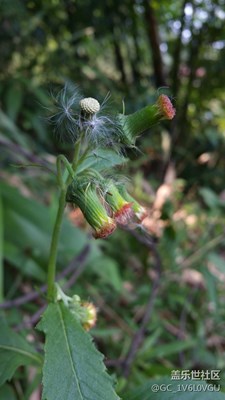 野草