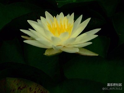 睡蓮