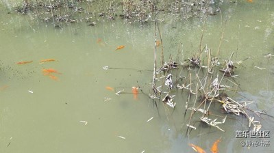 游魚