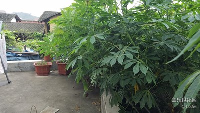 長(zhǎng)得好茂盛