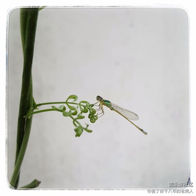 【我與晚霞有個約會】+武漢+夕陽無限好