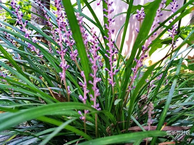 蘭草