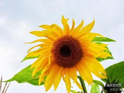 向陽花