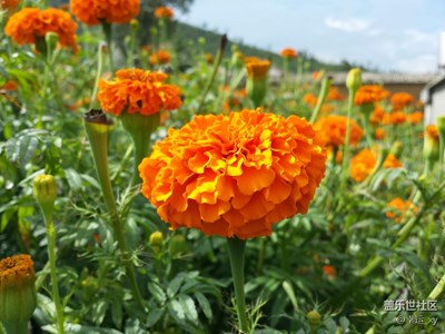 萬壽菊