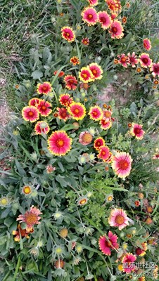 花草