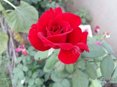 花兒為什么這樣紅？