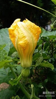 一朵花